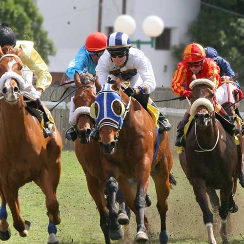 Skinners Private Hire race horses